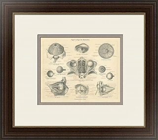 "Глаз человека" - оригинальная антикварная гравюра