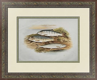 Антикварная хромолитография "Молодая форель, лосось, корюшка"