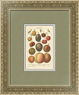 Старинная хромолитография "Фрукты II"