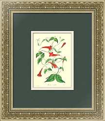 Антикварная гравюра "Манеттия Кордефолия"