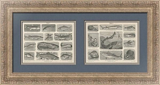 "Рыбы" - антикварные гравюры - редкий подарок