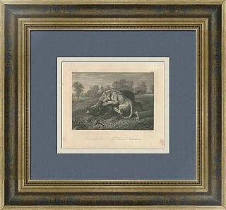 "Лев и кабан" - антикварная гравюра