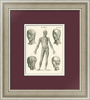 Антикварная гравюра "Анатомия"