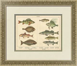 Редкая хромолитография "Рыбы XV"