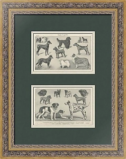 "Породы собак" - антикварные оригинальные литографии