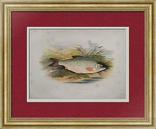 Антикварная хромолитография "Плотва "