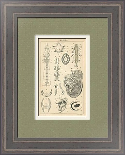 Антикварная гравюра "Сердце II"