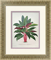 Антикварная хромолитография "Шизматоглоттис"