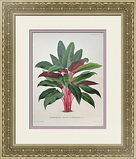 Антикварная хромолитография "Шизматоглоттис"