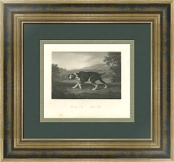 "Охотничья собака" - редкая антикварная гравюра - вип подарок