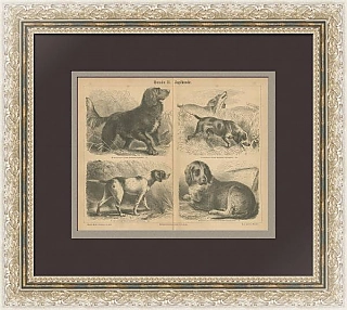 Редкая антикварная гравюра "Охотничьи собаки"