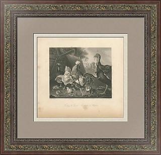 "Индюк и домашняя птица" - антикварная гравюра