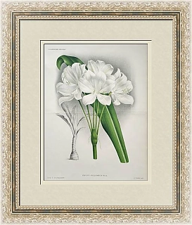 Антикварная хромолитография "Кринум широколистный"