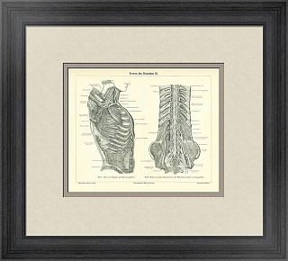 Антикварная гравюра "Нервная система"