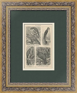 "Ястребы" - редкая старинная гравюра - вип подарок