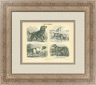 Антикварная гравюра "Охотничьи собаки"