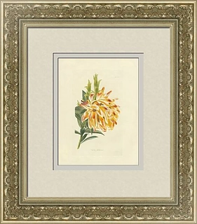 Антикварная цветная гравюра "Липария сферическая"