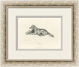 "Сеттер" - оригинальная антикварная гравюра