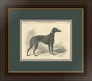 "Борзая Мастер Макграт" - английская оригинальная гравюра - антикварный подарок