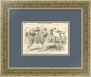 Антикварная гравюра "Королевские гончие"