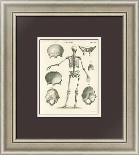 Антикварная гравюра "Анатомия"