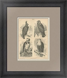 Редкая антикварная гравюра "Орлы"