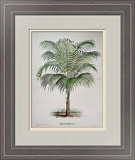 Антикварная хромолитография "Геонома узколистная"