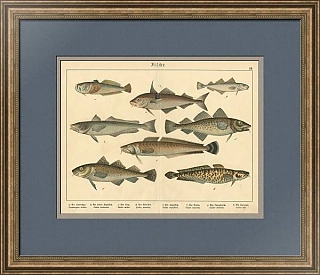 Антикварная хромолитография "Рыбы XIII"