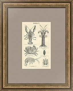 Старинный эстамп "Ракообразные II"