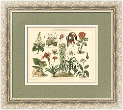 "Комнатные цветы" - антикварная немецкая хромолитография