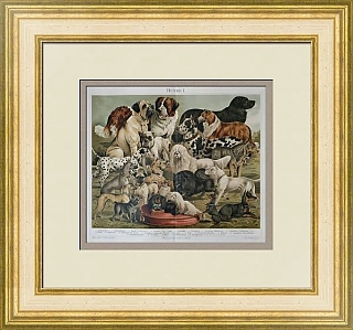 Антикварная хромолитография "Собаки"