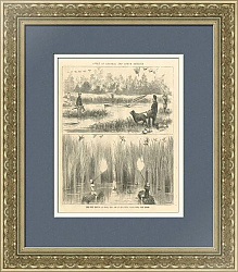 "Охота на уток в Центральной и Южной Америке" - старинная гравюра