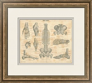 Антикварная гравюра "Связки человека"