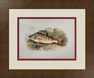 Антикварная хромолитография "Окунь"