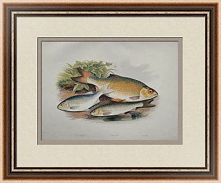 Антикварная хромолитография "Красноперка"