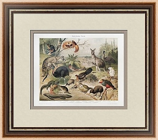 Антикварная хромолитография "Австралийская фауна"