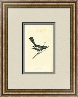 Антикварная гравюра "Пестрая мухоловка"