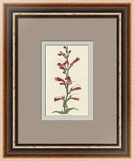 Антикварная цветная гравюра "Панстемон узколистый"