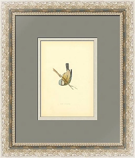 Антикварная гравюра "Голубая синица"