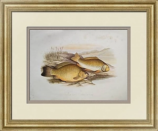 Антикварная хромолитография "Карась и прусский карп"