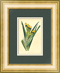 Антикварная гравюра "Витсения Маура"