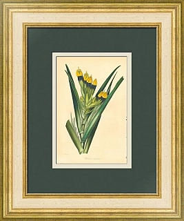 Антикварная гравюра "Витсения Маура"