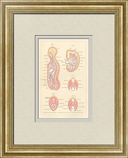 "Продольные и поперечные разрезы тела человека" - антикварная гравюра