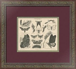 "Бабочки" - редкая старинная гравюра