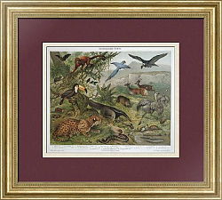 Антикварная хромолитография "Фауна Южной Америки"