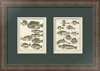 Антикварные редкие гравюры "Рыбы" - эксклюзивный подарок