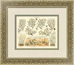 Антикварная хромолитография "Пустынные растения"