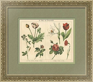 Антикварная хромолитография "Садовые цветы"