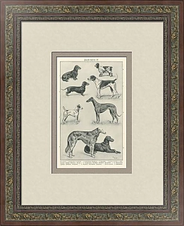 "Породы собак" - антикварная редкая литография