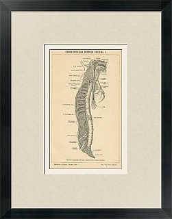 Антикварная гравюра "Симпатическая нервная система"